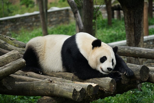 小学英语单词打卡,小学英语单词默写打卡