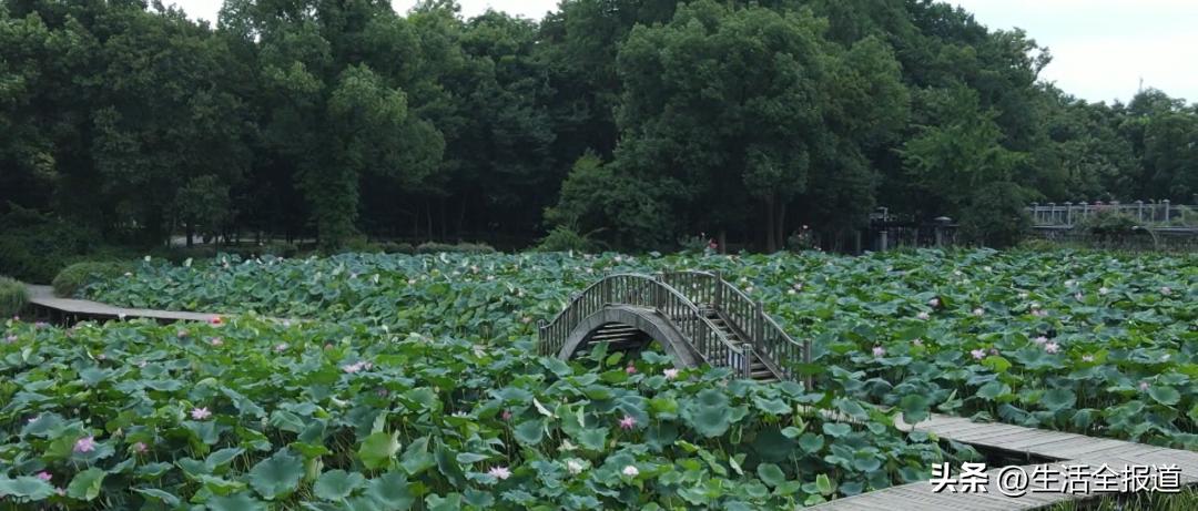 荷花浑身是宝简短介绍,荷花入药有什么功效呢