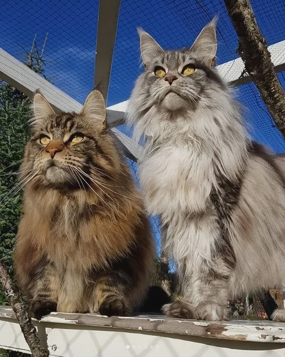 缅因猫好不好呀,缅因猫有不凶的吗