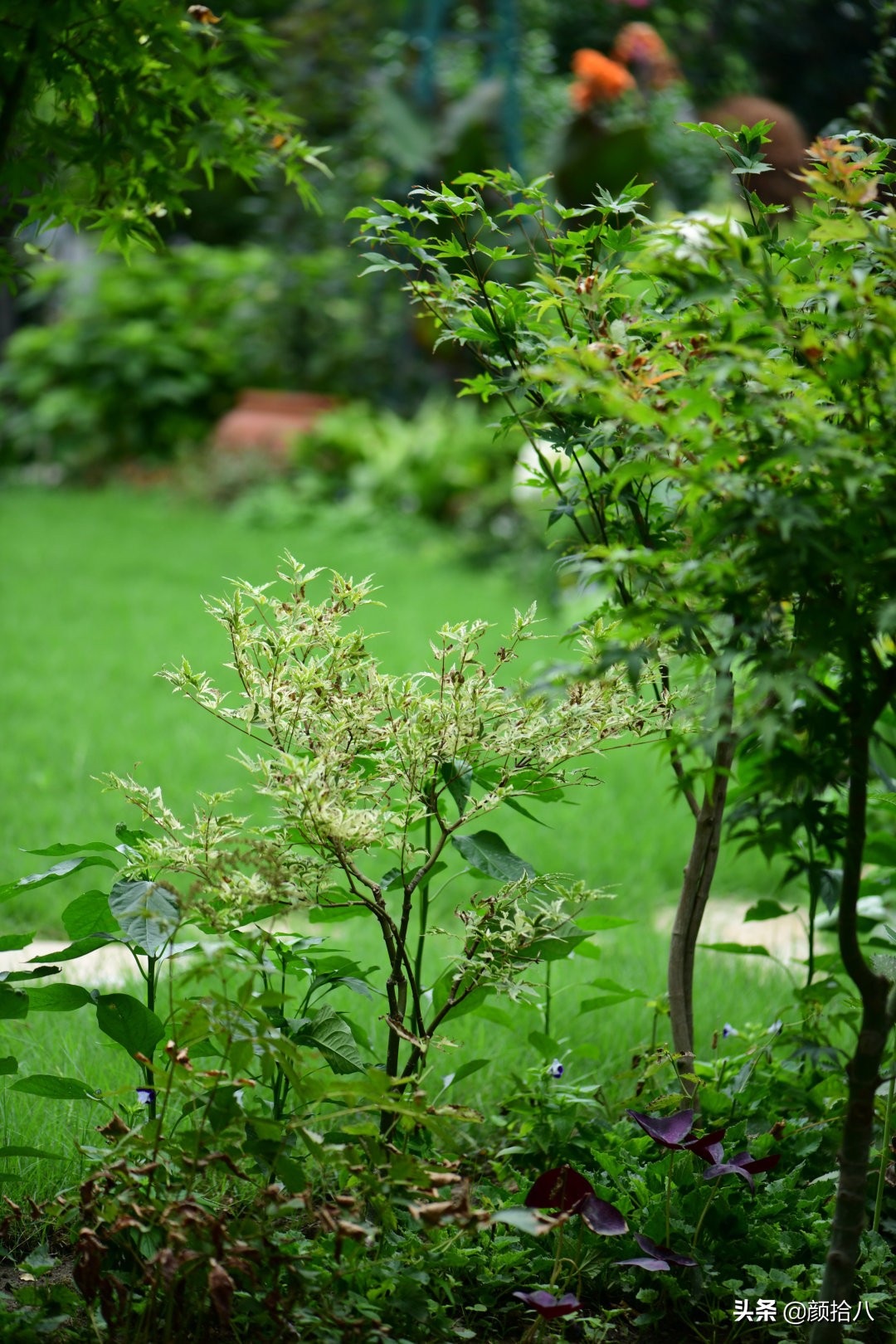 看到你的花园那么惨，我就安心了|园丁