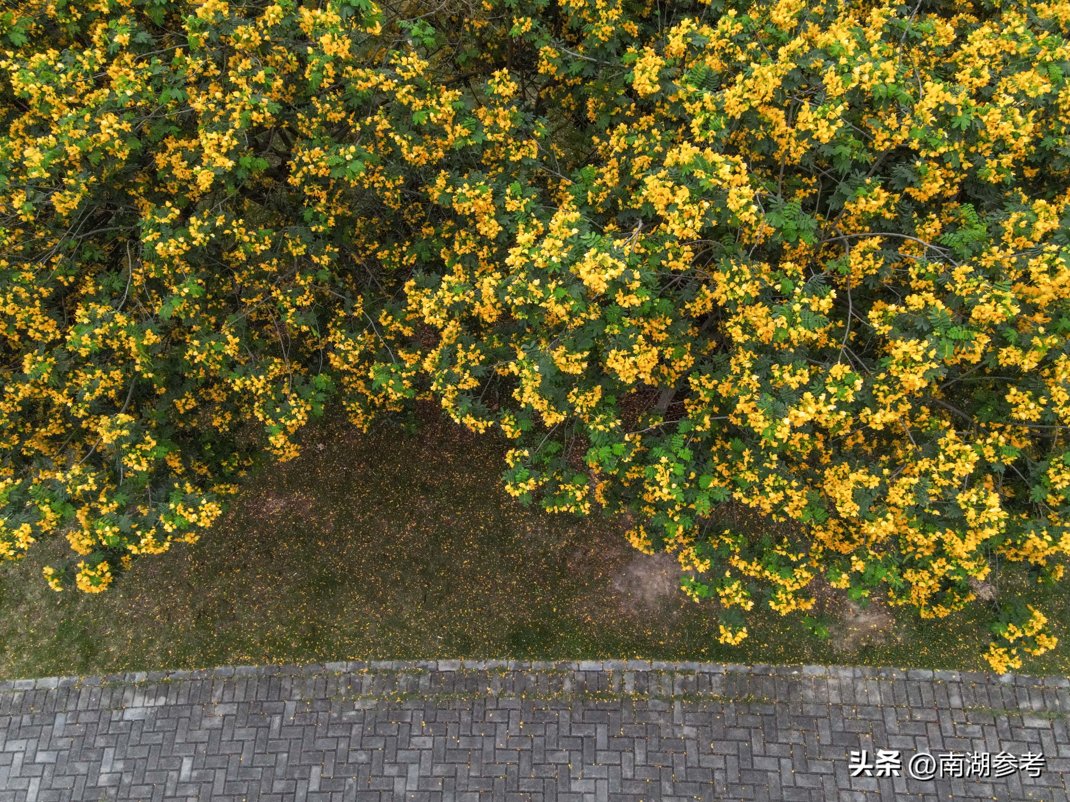 满目鲜花灿烂才是春天该有的样子,满目黄花遍地金