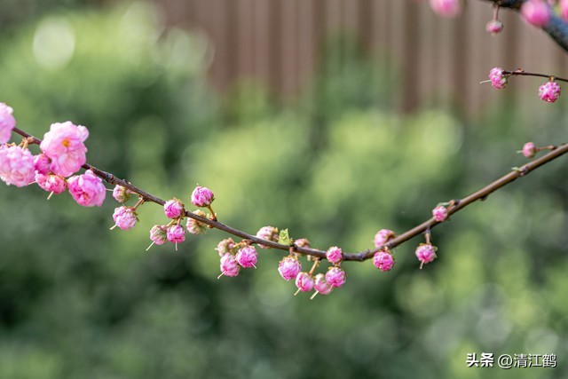 榆叶梅病害有哪些,榆叶梅的观赏特性有哪些呢