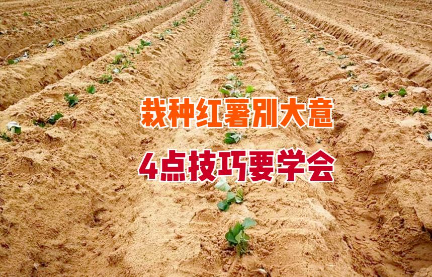 栽红薯苗的正确方法是什么,栽红薯苗的正确方法用加塑料膜吗