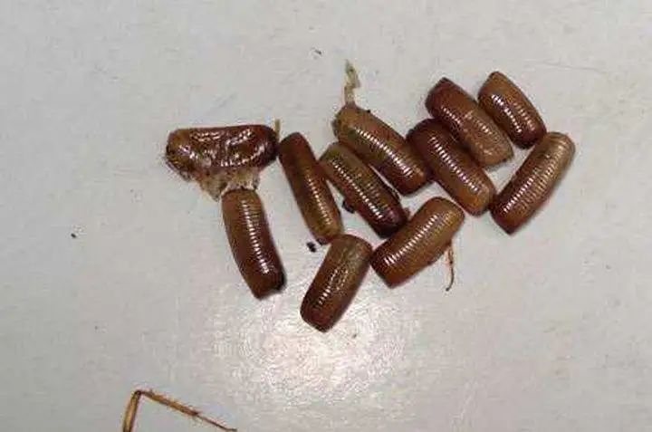 蟑螂怎么正确消灭最彻底科普,有蟑螂怎么办灭蟑螂最有效的方法