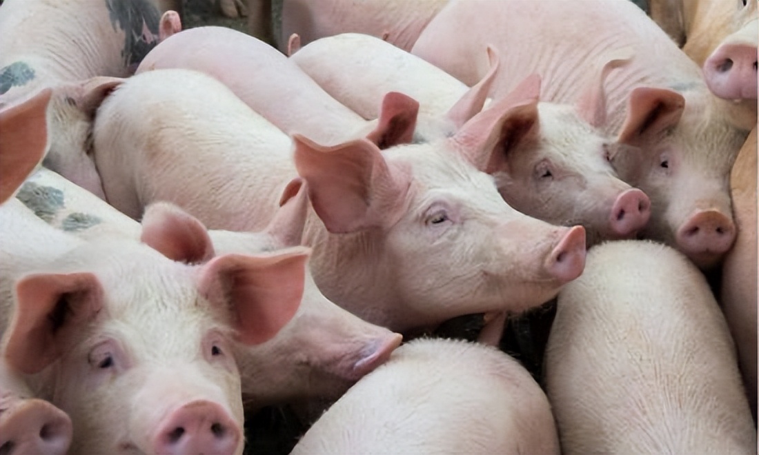 猪价低为什么还进口猪肉,中法签下大单后欧盟内部的反应