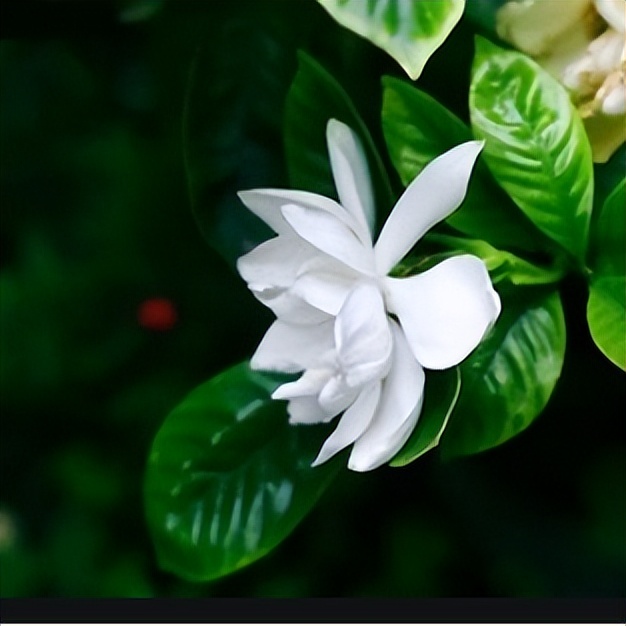 【马博士女性“养生馆”】药食同源——栀子花开