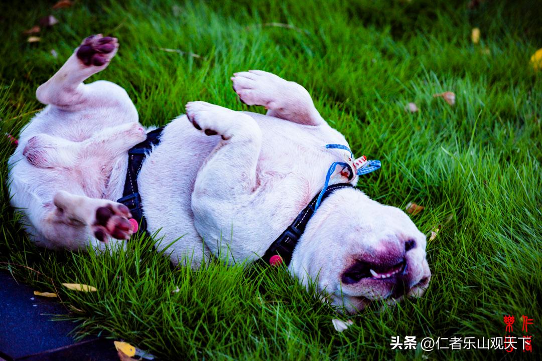 最后的摇曳——只为那绳命的回晃