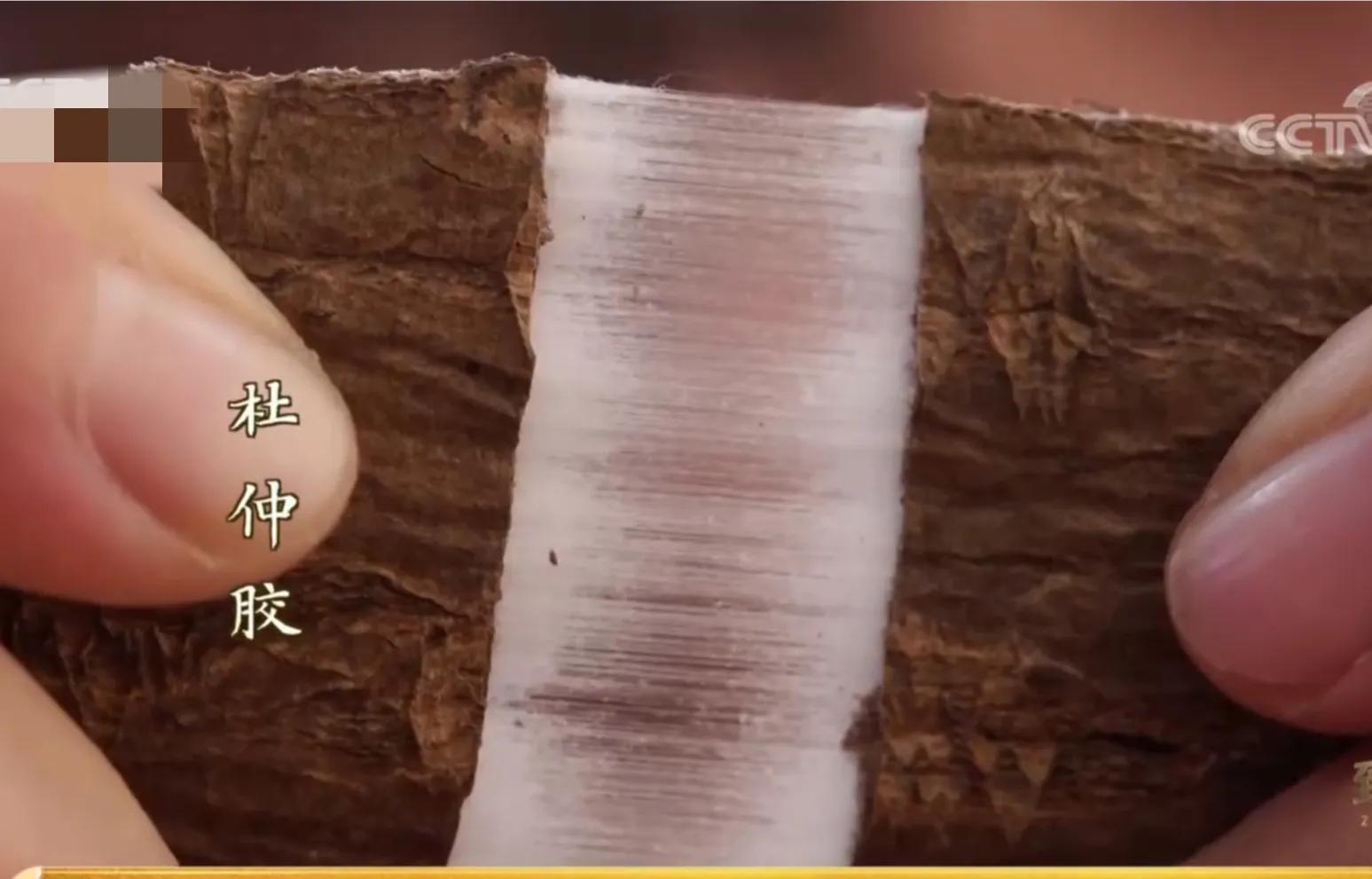 湖南男子钻进深山，将杜仲树叶变成宝，一年卖出上百万元