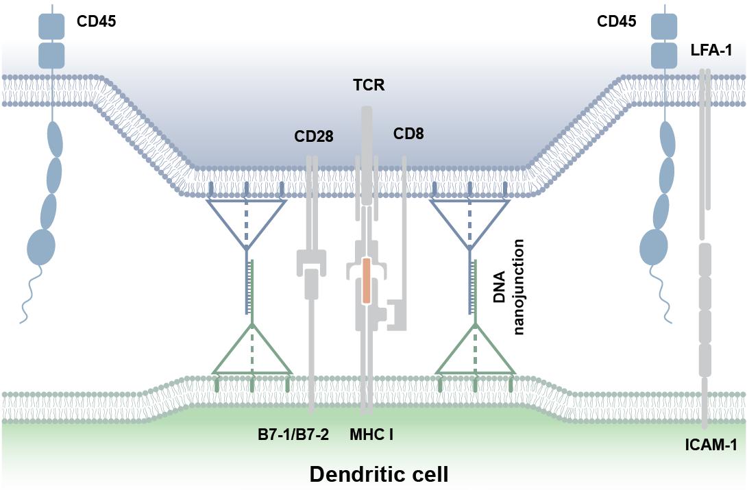 游客前来打卡,旅游打卡全国高校