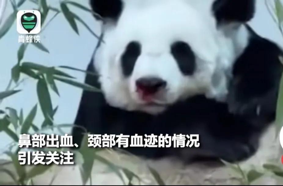 它们被续签给泰国时可是生死合同!却被说成可在泰国安心终老?