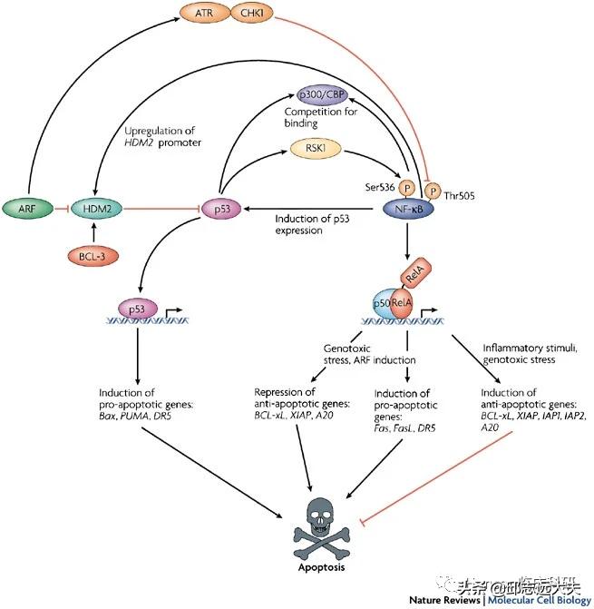 深度解析nfc,nf-rb信号通路