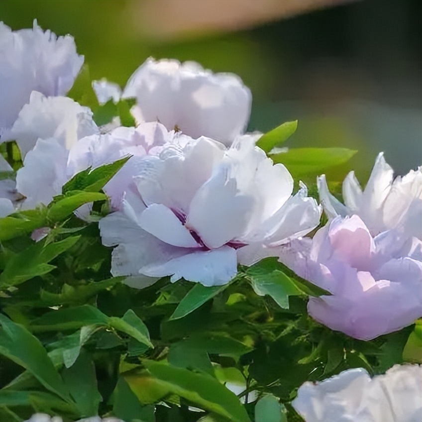 济南旅游公交专线有哪些 (济南近郊公交直达的游玩场所)