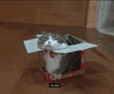 养猫一年后发现了13个神奇现象,养猫久了人会得什么病