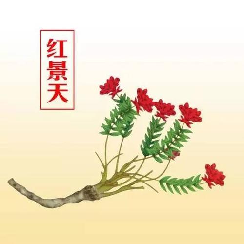 心肌缺血中医特效处方,心肌缺血的特效药片