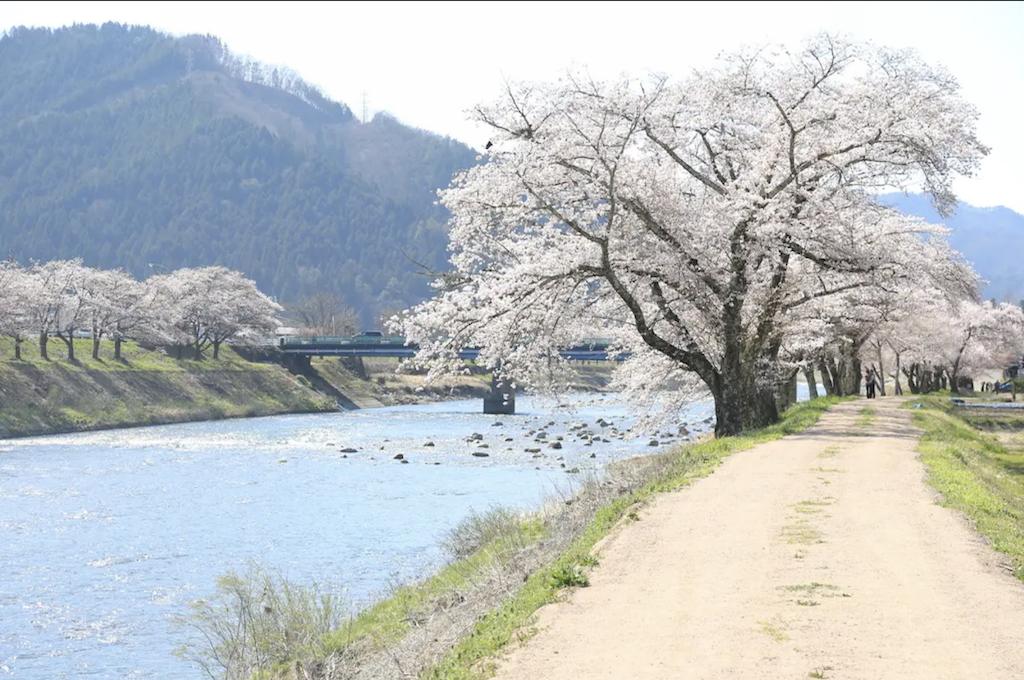 旅游媒体|爱彼迎带您邂逅日本春天的樱花盛宴|广州旅游媒体