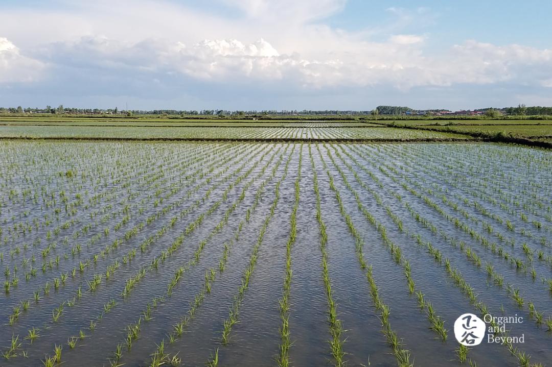 五常稻米原粮稻花香2号,原粮稻花香2号五常稻米