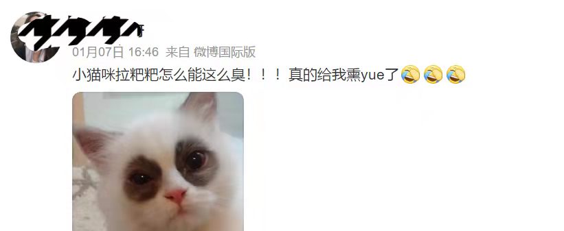 猫咪拉稀便便很臭但是精神好,为什么猫咪的便便特别臭