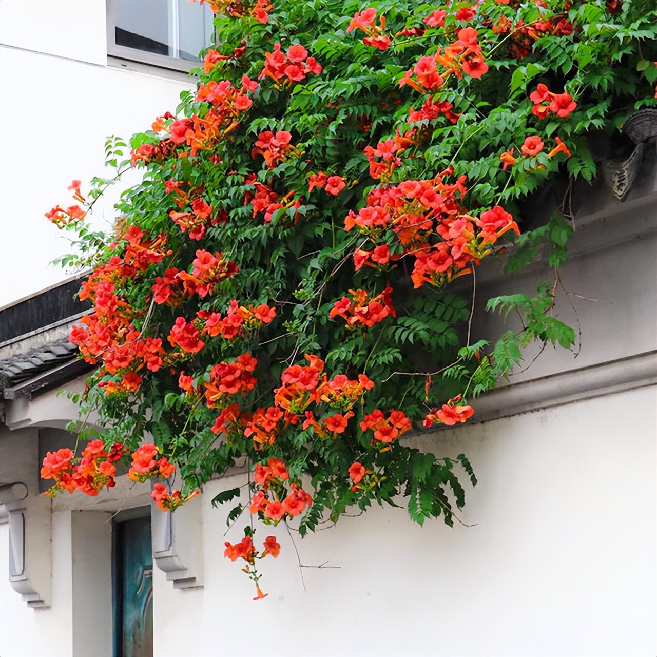 什么爬藤花好看又好养,庭院最佳十种爬藤花