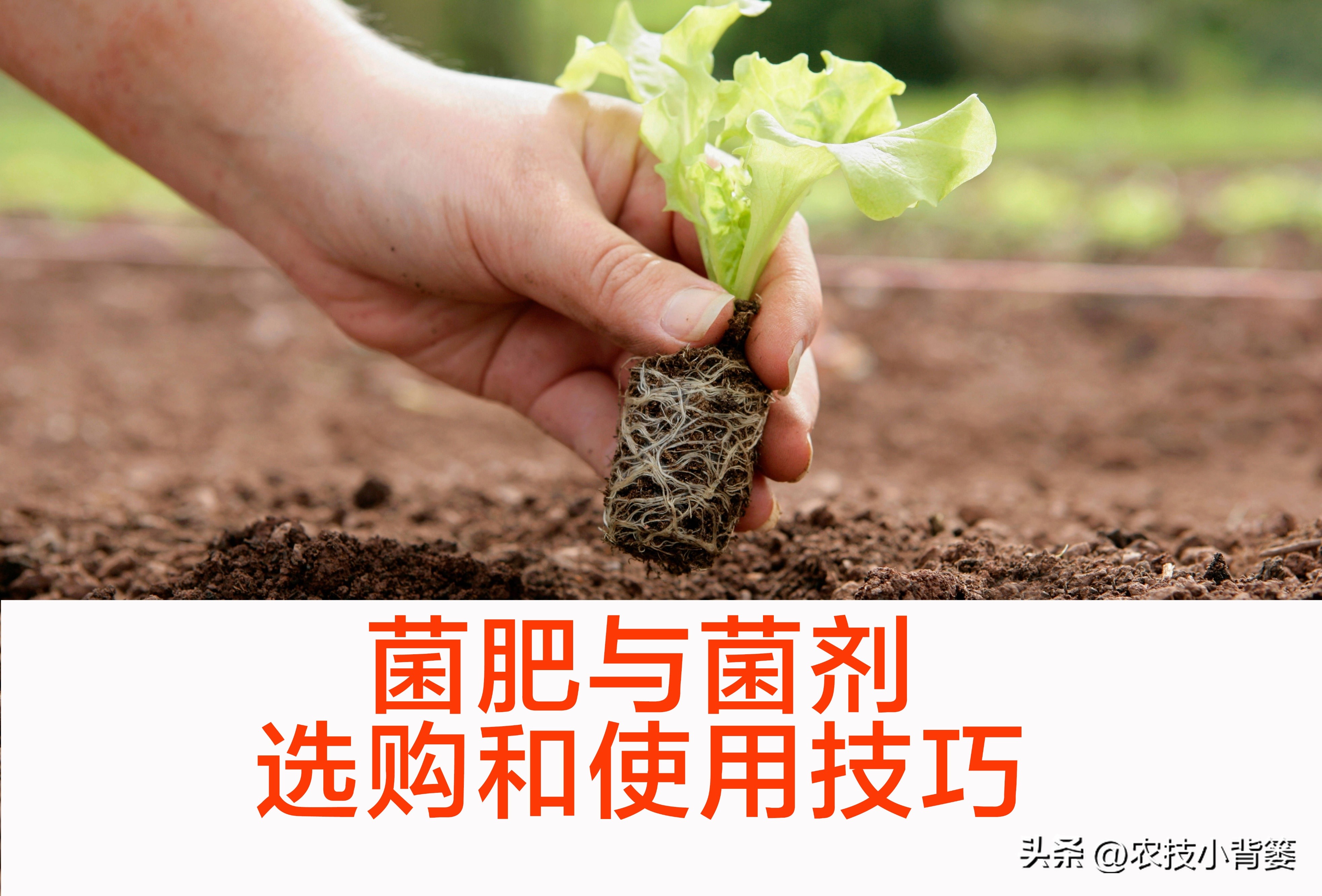 菌剂跟菌肥有什么差别,菌剂和菌肥哪一种更好