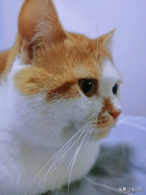 突然发现“小”这个字很有意思,既能夸人又能骂人