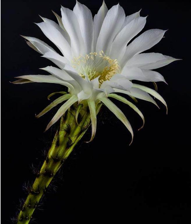 28种不同类型的仙人掌植物,多种品种仙人掌如何栽种