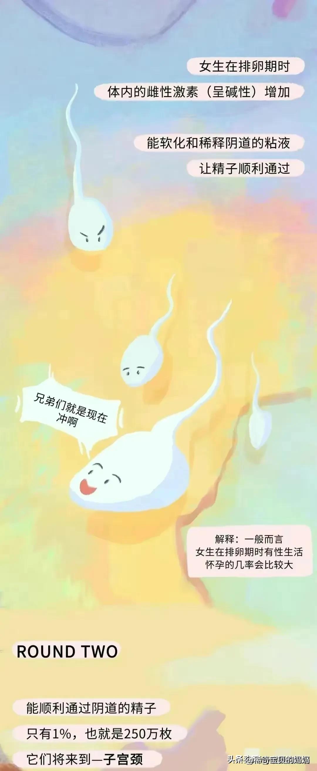 “小蝌蚪＂进入女性体内的全过程