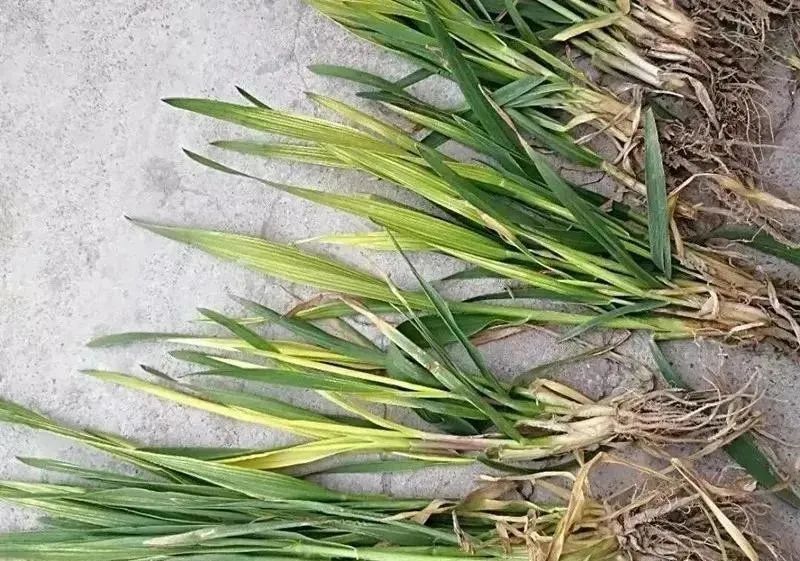 近期小麦发黄的原因怎么补救,小麦抽穗后叶片发黄什么原因