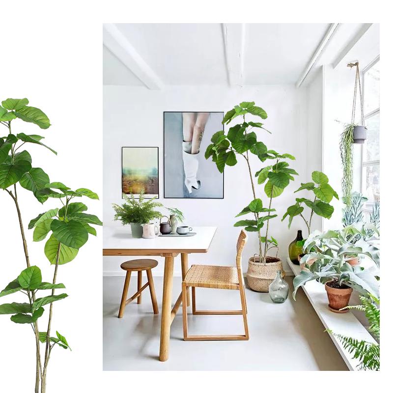 十大最旺财的家里可养的树,6种吉利树适合客厅养