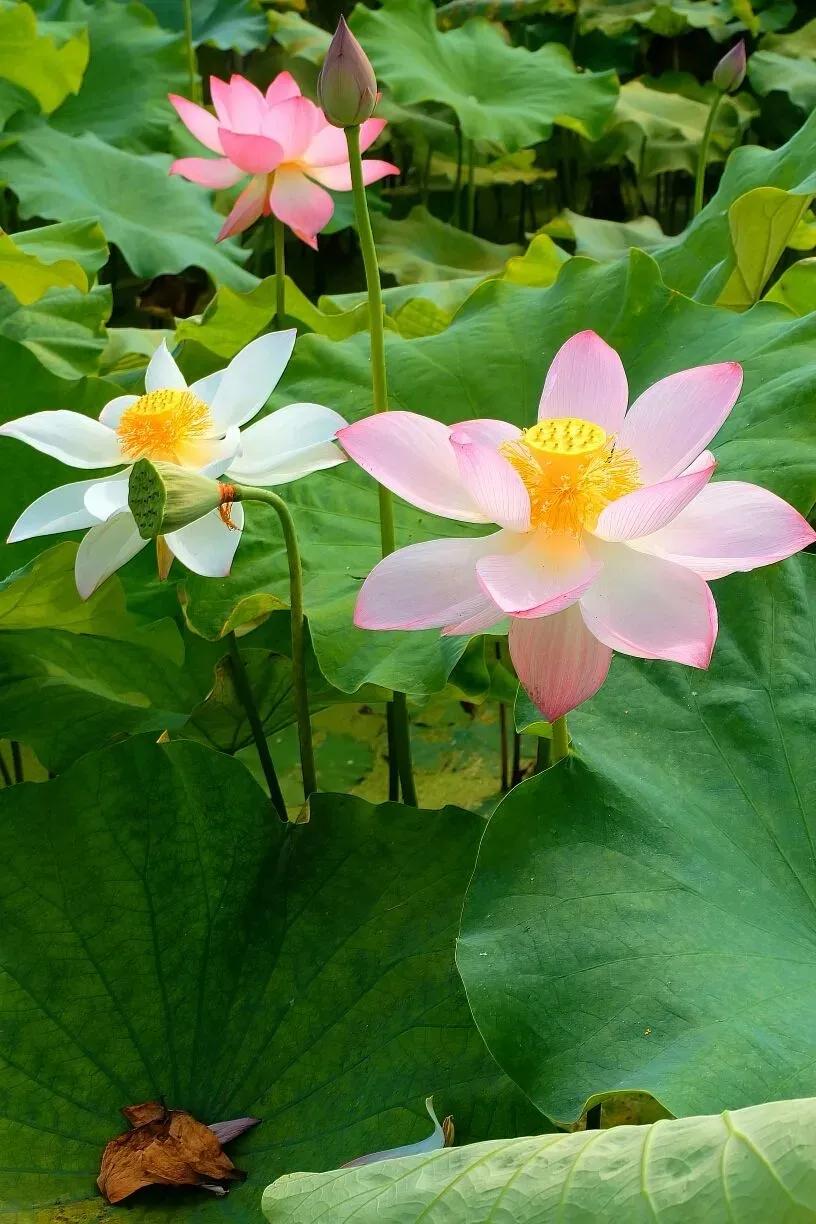 华山论道：寓意很好的八个汉字，代表八种人生智慧