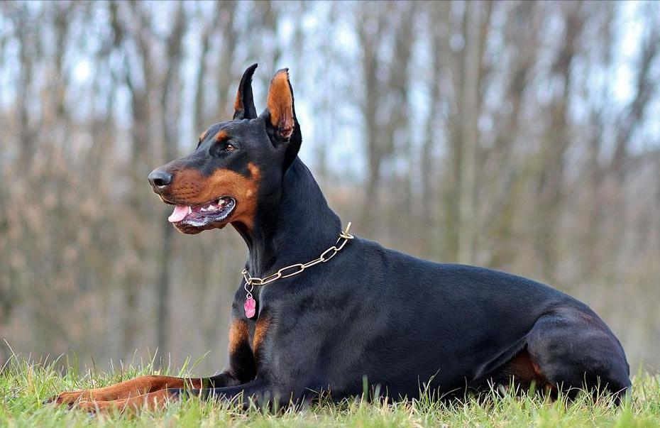 为什么不能养杜宾犬呢,网友劝不要养猫