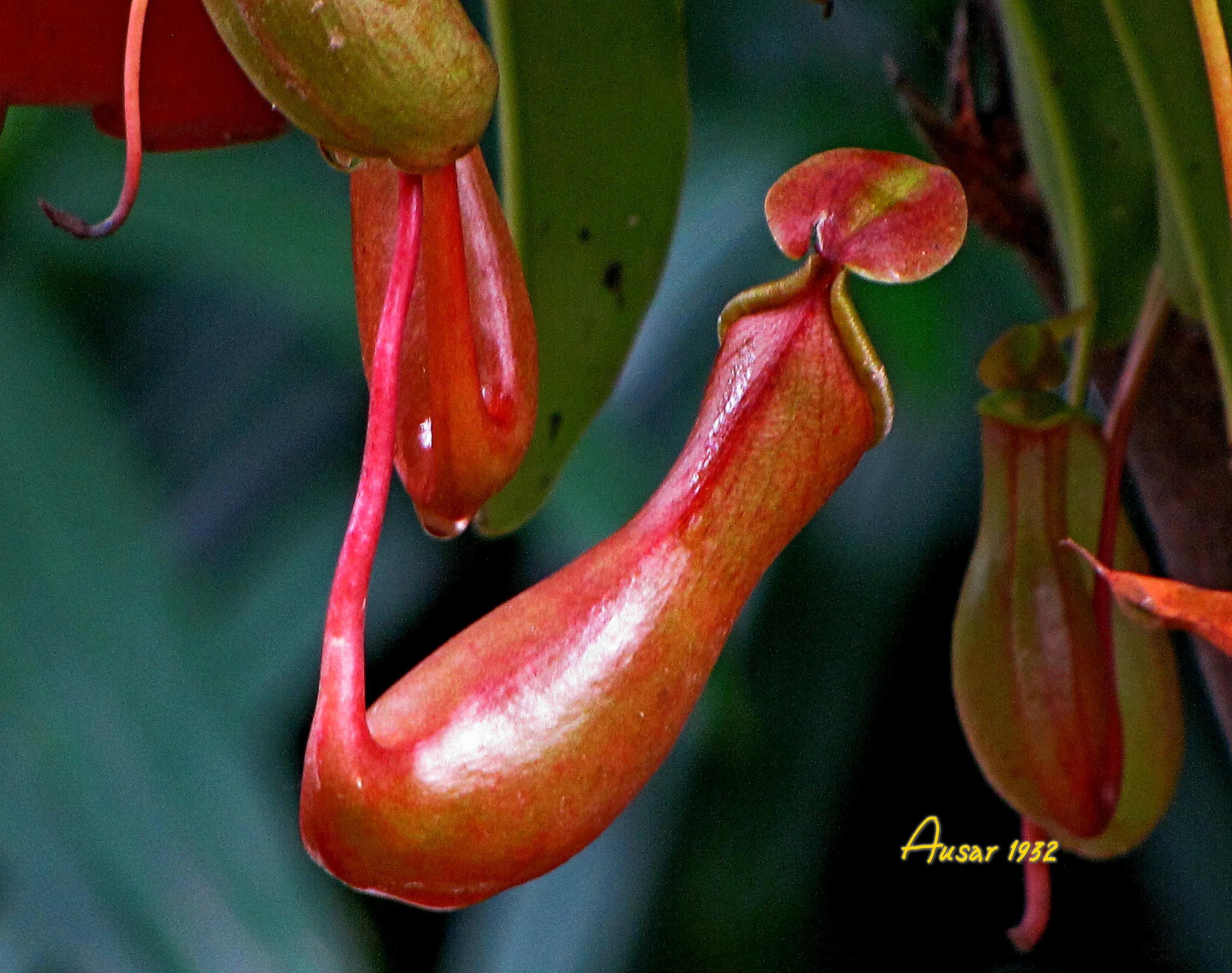 猪笼草捕食昆虫的过程视频,猪笼草捕食昆虫视频完整版