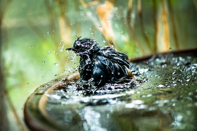 端午节的由来它有哪些风俗和讲究,端午节由来的不同说法和习俗