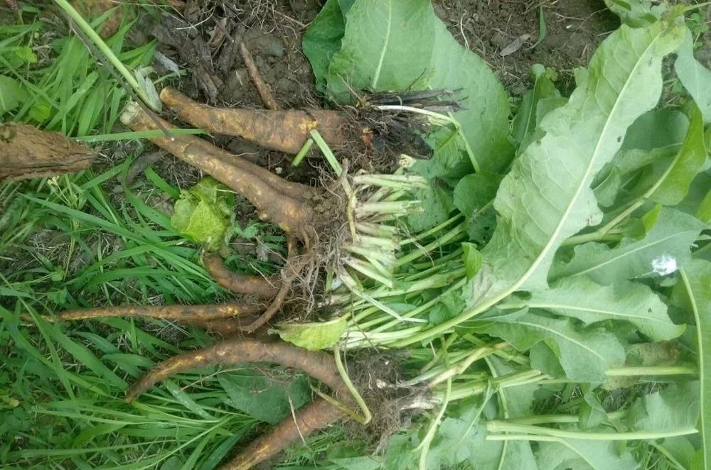 深山土大黄,人们所说的土大黄