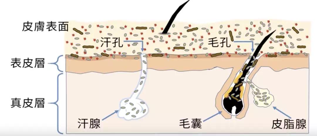 痘痘反复长测一测教你正确祛痘,痘痘反复长你知道这个祛痘方法吗