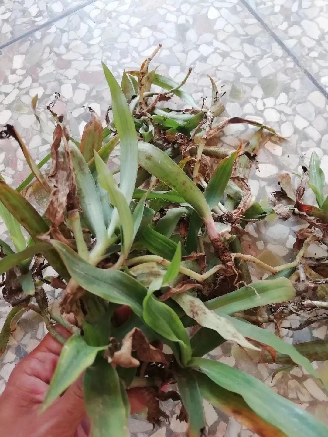 植物多样性的认识,怎么快速认识植物