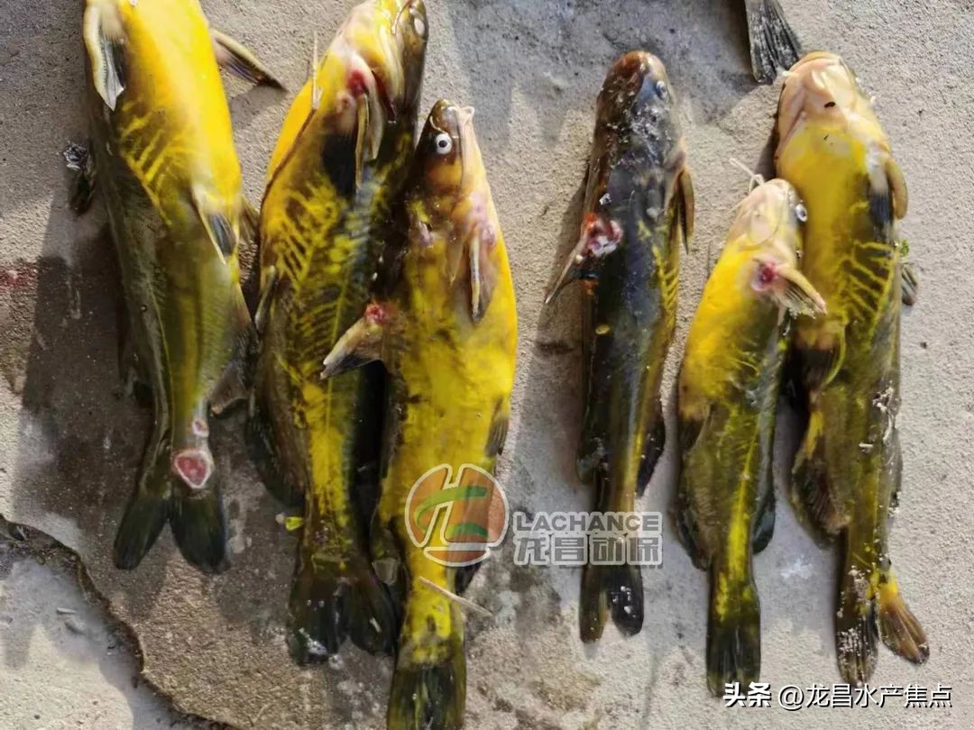 烂嘴鲫鱼,烂嘴鱼怎样治疗