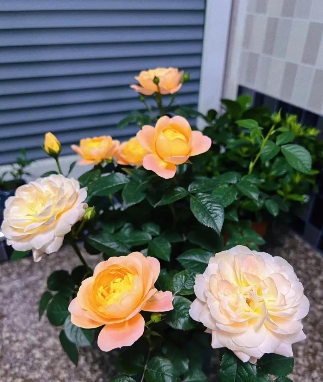 门前种三种树会富三代指哪三种树,家里有三种树有什么说法