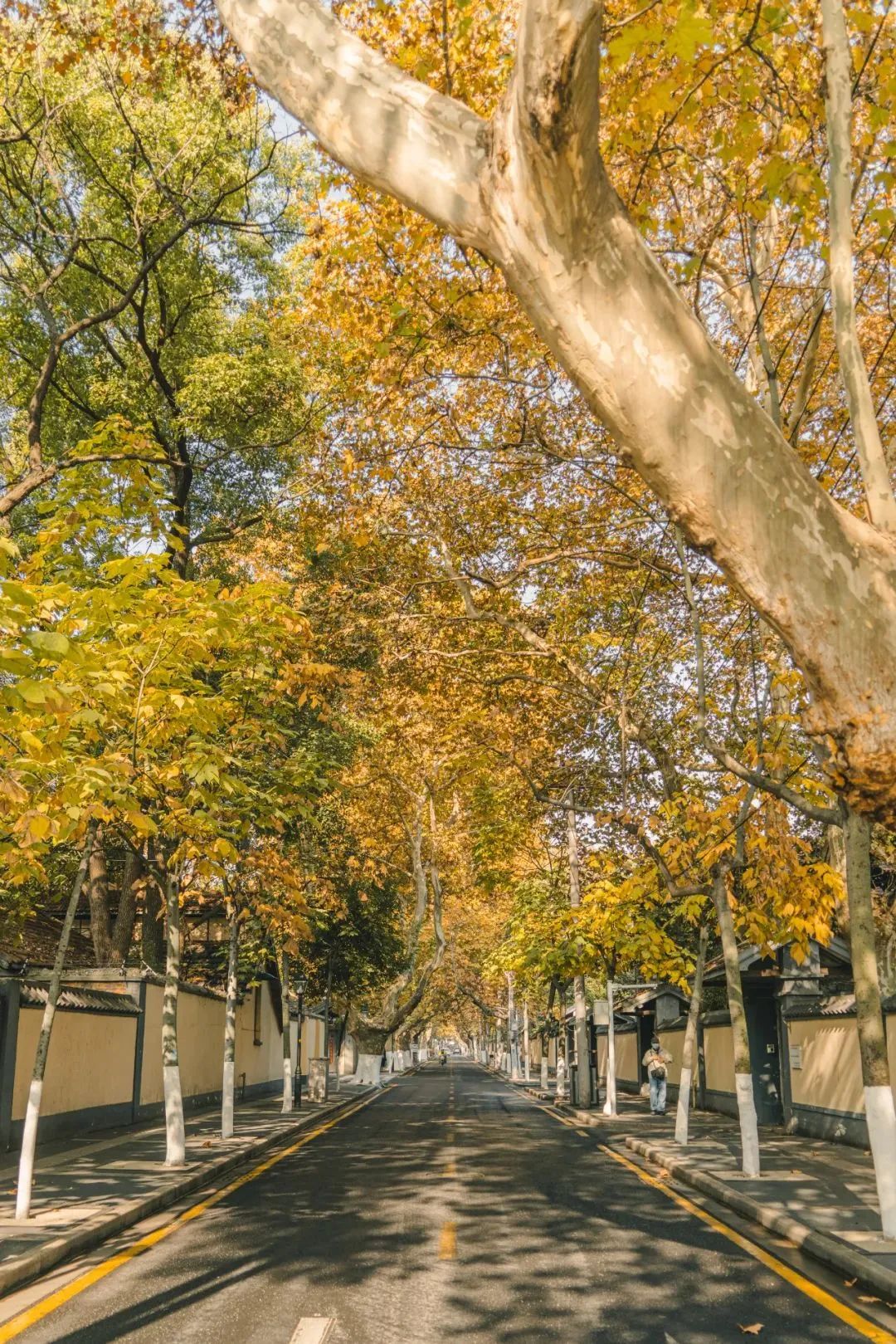 南京的法国梧桐秋天图片,南京法国梧桐秋天