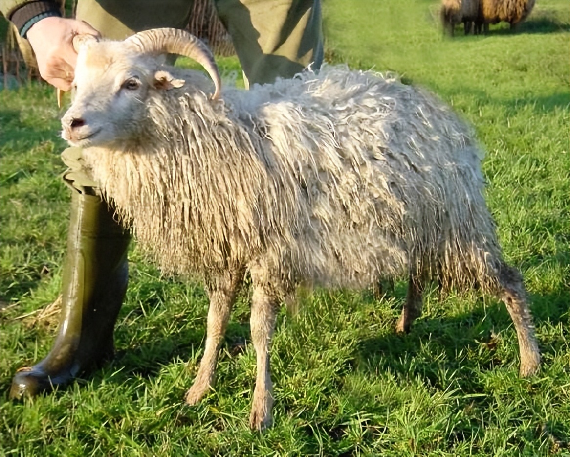 羊口疮是什么引起的怎么治,羊口疮病的治疗办法