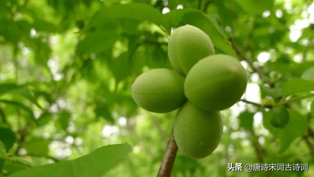 杏子的起源地,杏子的简介图片