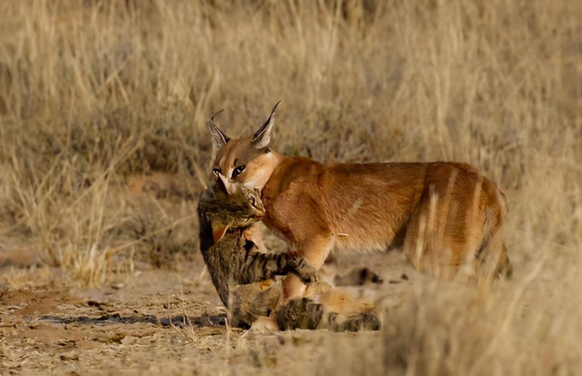 最凶残的猫一只狞猫单挑三头野狼,最凶狠的猫
