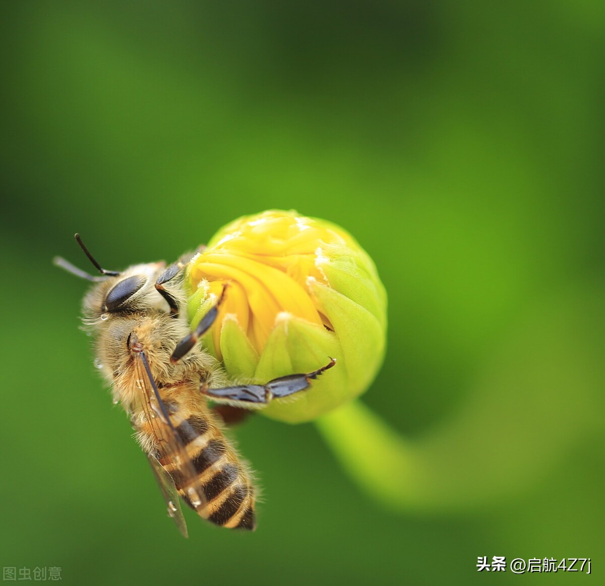 蜜蜂蛰了怎么处理,蜜蜂做工儿歌