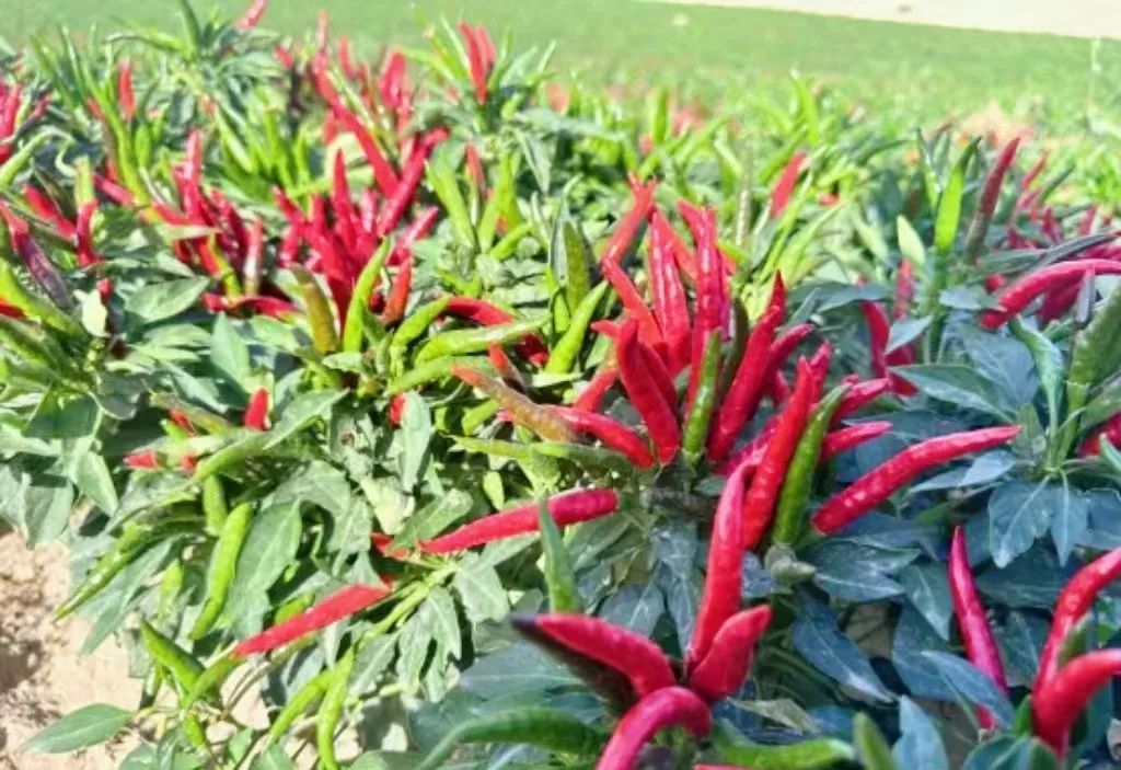 白银生态美景,白银大地山水