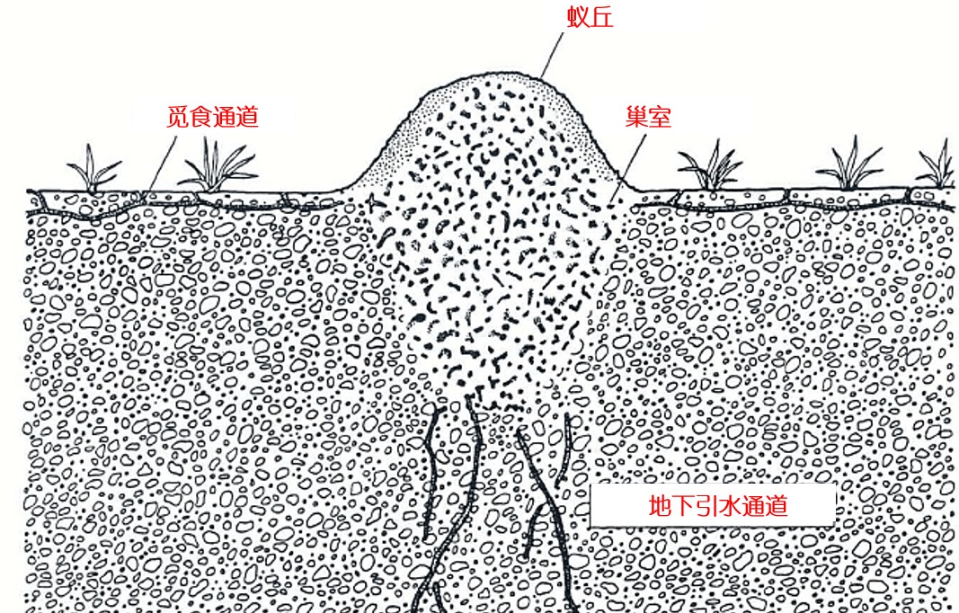 红火蚁已入侵12省份是真是假,红火蚁入侵省份和地区有哪些