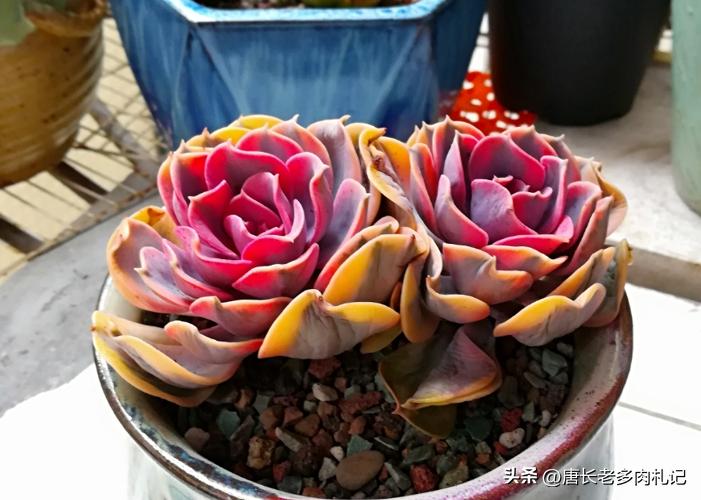 多肉彩虹糖和彩虹是一个品种吗 (多肉彩虹糖好养吗)