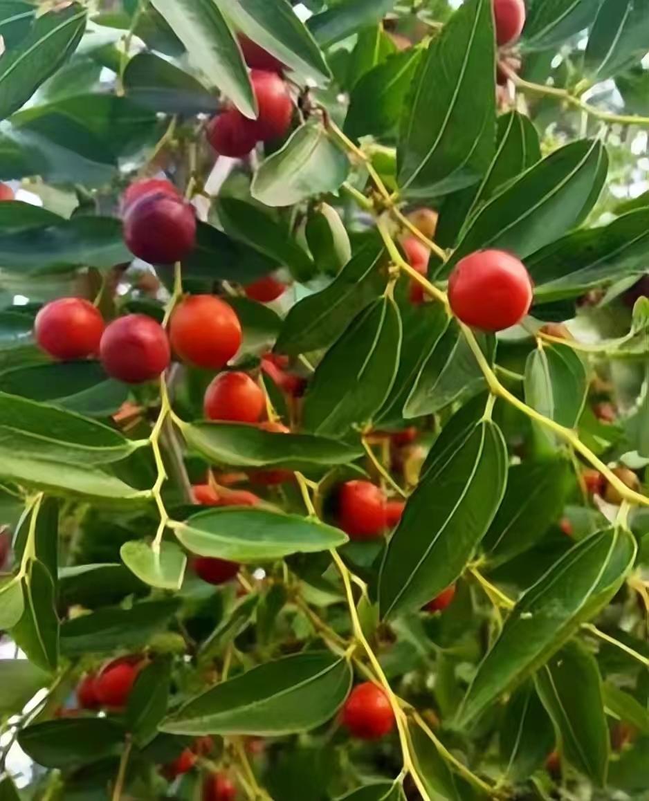 庭院种8棵树风水寓意,8种院子树