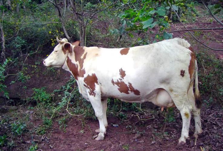 喜欢花牛歌的原因,喜欢花牛的人