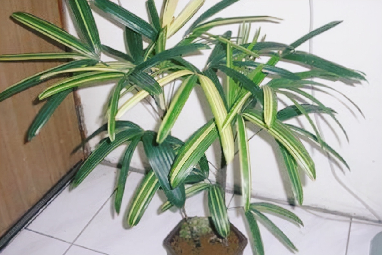 家庭养花棕竹,盆栽棕竹好看吗