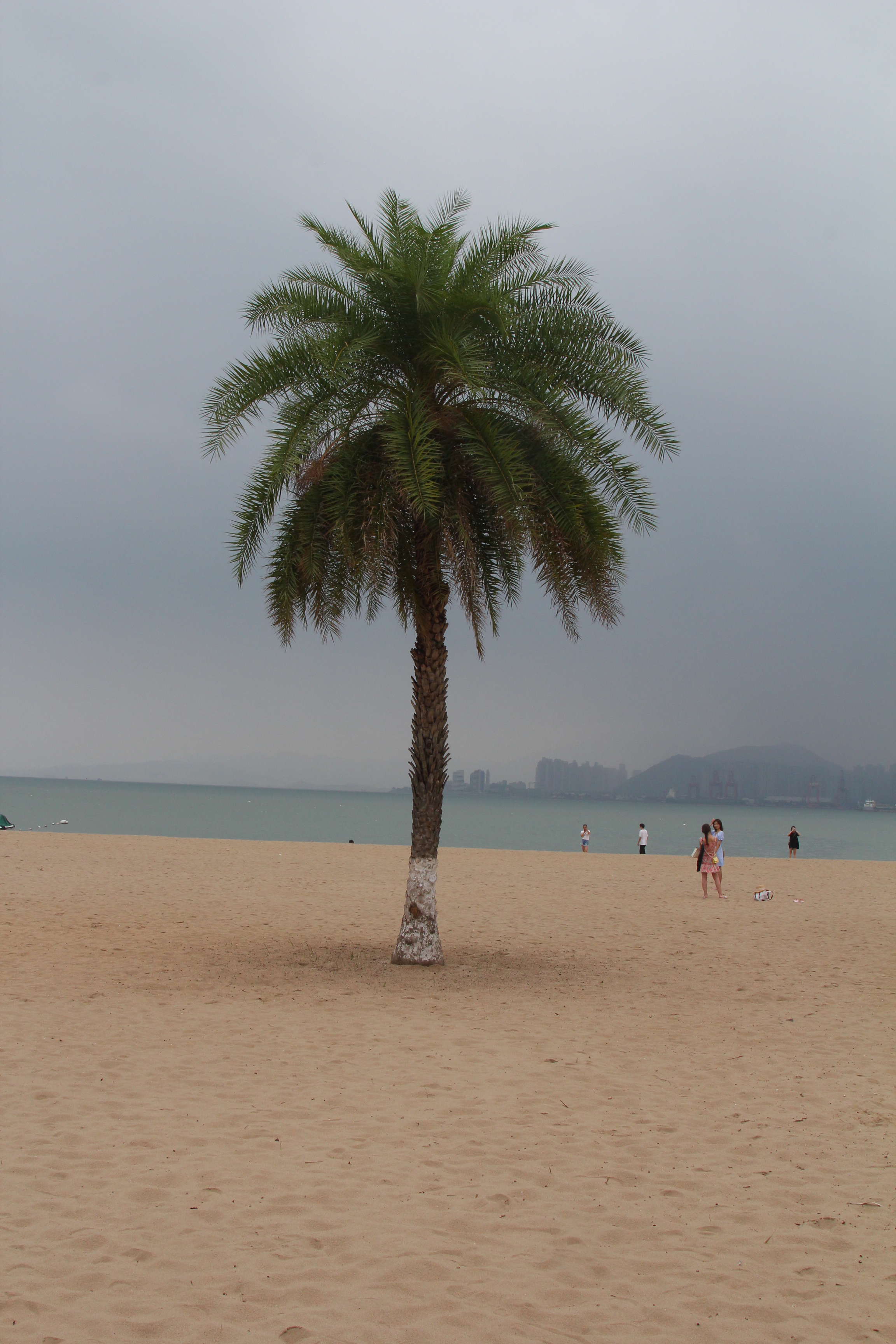 厦门一座来了就不想走的城市,去鼓浪屿不想逛太久