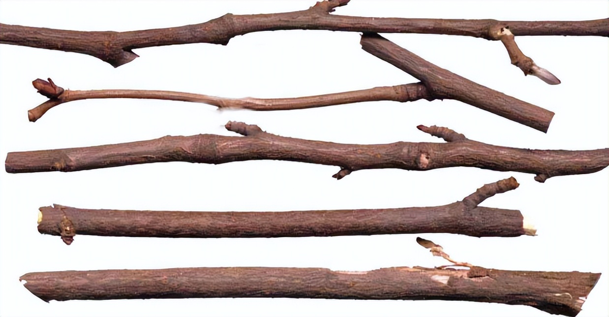 刺五加植物的识别方法,带你识别白薇